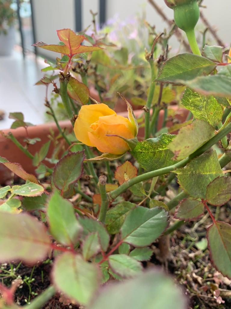 Sant Jordi 2020